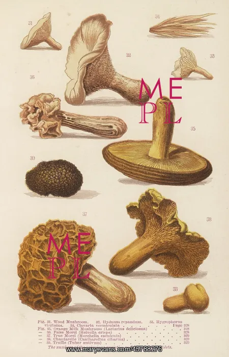 : MUSHROOMS WALSH 31-39 : MUSHROOMS WALSH 31-39