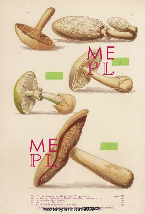 : MUSHROOMS WALSH 7-11 : MUSHROOMS WALSH 7-11