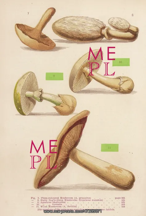: MUSHROOMS WALSH 7-11 : MUSHROOMS WALSH 7-11