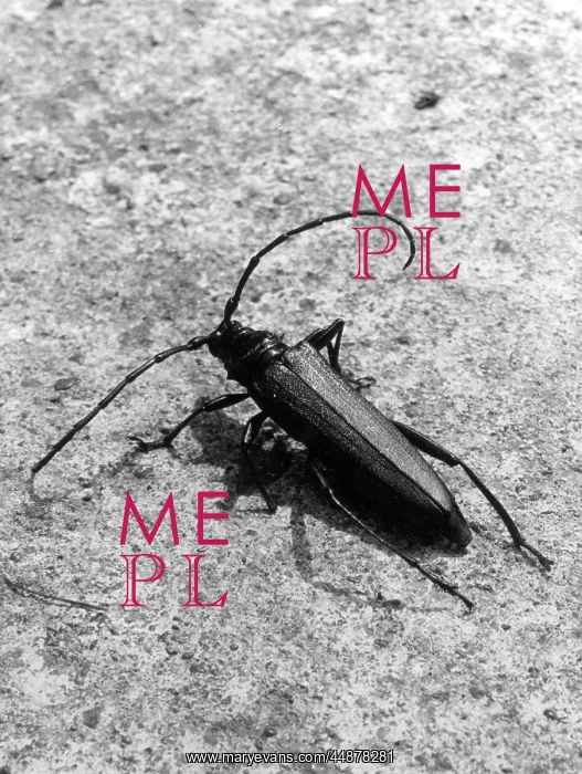  : MUSK BEETLE
