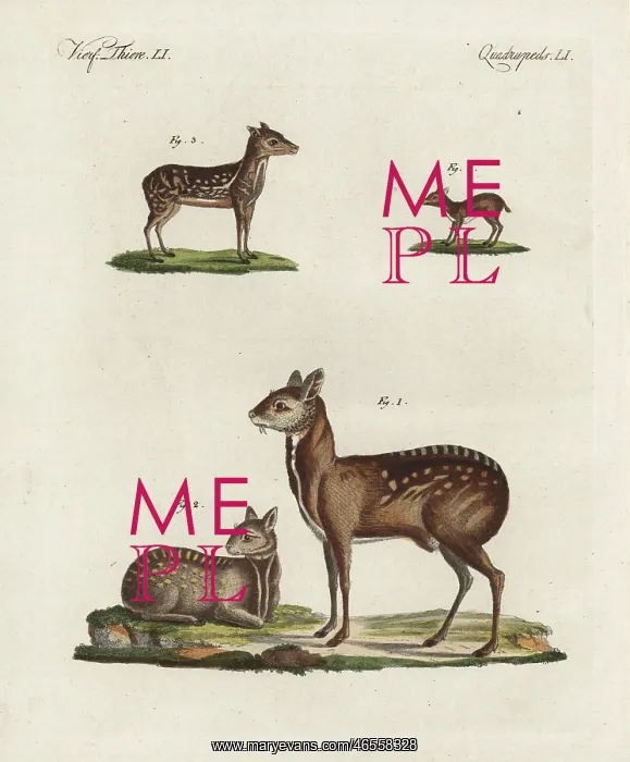 : Musk deer and antelope : Musk deer and antelope