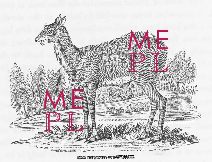 : MUSK-DEER (BEWICK) : MUSK-DEER (BEWICK)