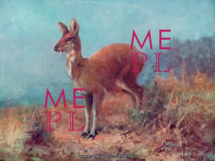  : MUSK DEER / SWAN / 1909