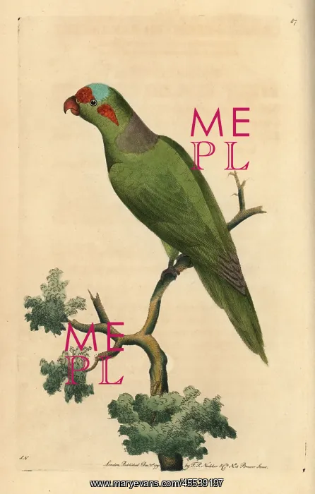 : Musk lorikeet, Glossopsitta concinna : Musk lorikeet, Glossopsitta concinna