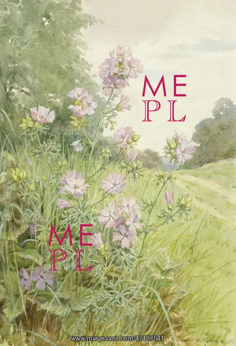  : Musk Mallow in a landscape