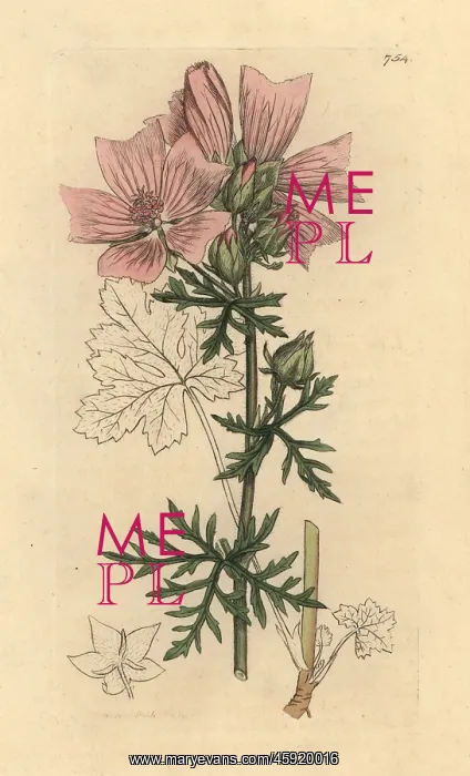 : Musk mallow, Malva moschata : Musk mallow, Malva moschata