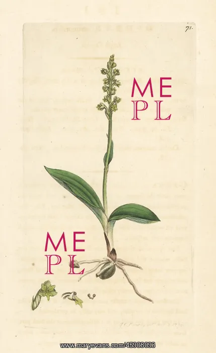 : Musk orchid, Herminium monorchis : Musk orchid, Herminium monorchis