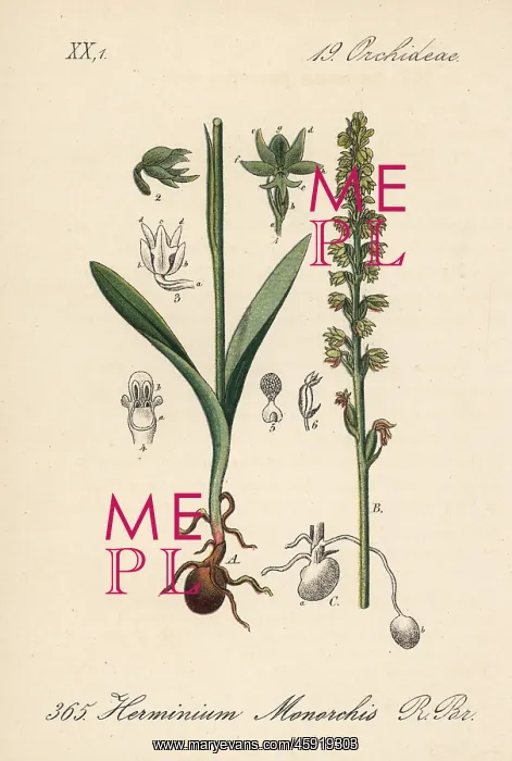 : Musk orchid, Herminium monorchis : Musk orchid, Herminium monorchis