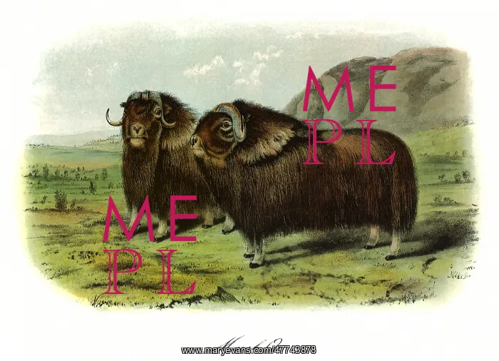 : Musk Oxen