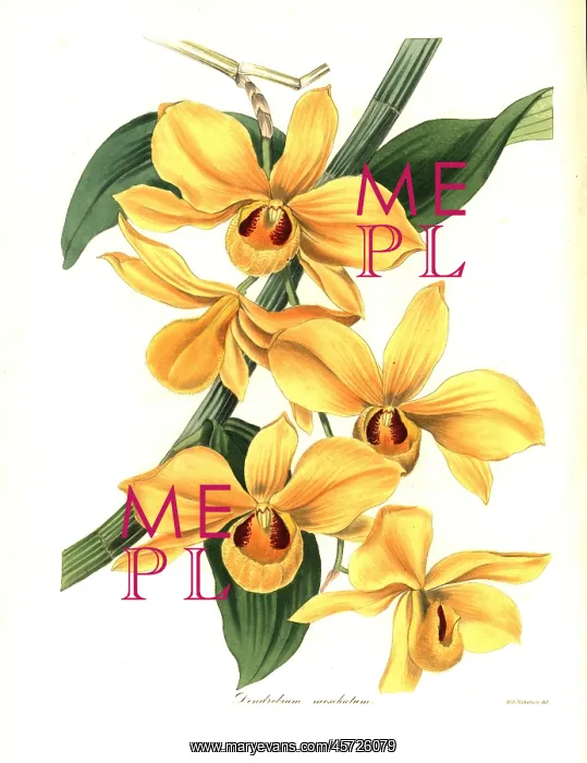 : Musk-scented dendrobium orchid, Dendrobium moschatum : Musk-scented dendrobium orchid, Dendrobium moschatum