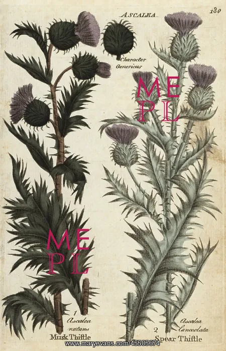 : Musk thistle, Carduus nutans, and spear thistle : Musk thistle, Carduus nutans, and spear thistle