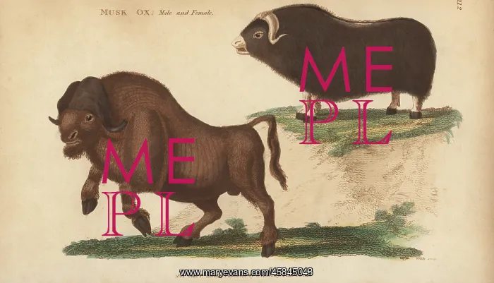 : Muskox, Ovibos moschatus : Muskox, Ovibos moschatus