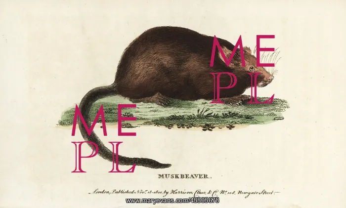 : Muskrat, Ondatra zibethicus : Muskrat, Ondatra zibethicus
