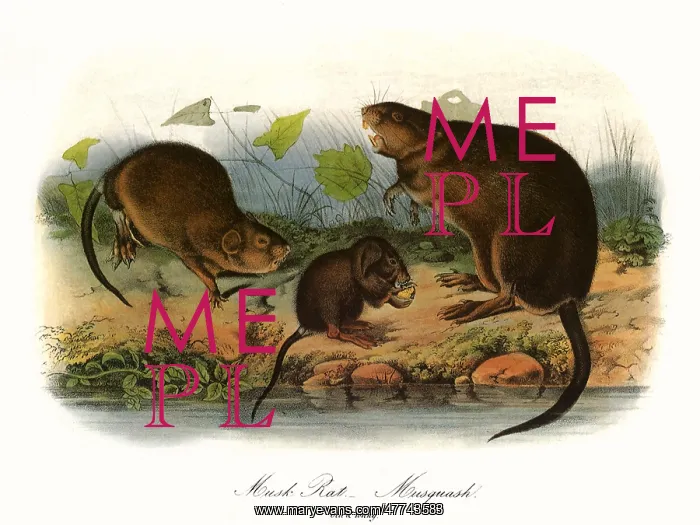  : Muskrats