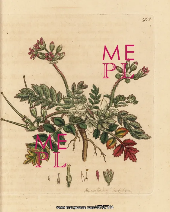 : Musky stork's bill, Erodium moschatum : Musky stork's bill, Erodium moschatum