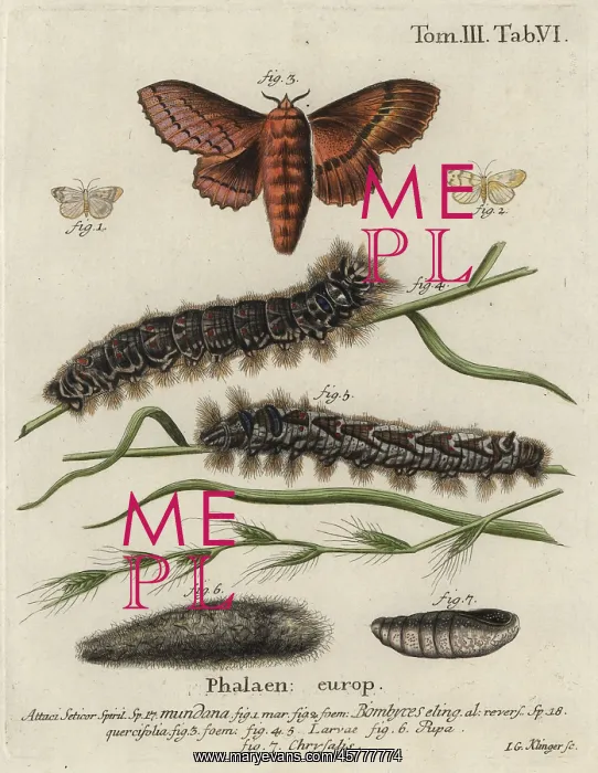 : Muslin footman and oak eggar moths : Muslin footman and oak eggar moths