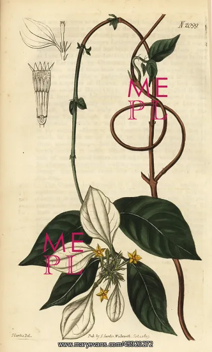 : Mussaenda pubescens : Mussaenda pubescens