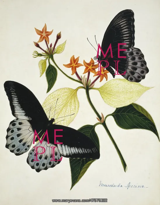 : Mussaenda speciosa : Mussaenda speciosa