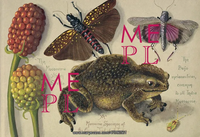 : A Mussoorie Specimen of the common Toad of all India : A Mussoorie Specimen of the common Toad of all India