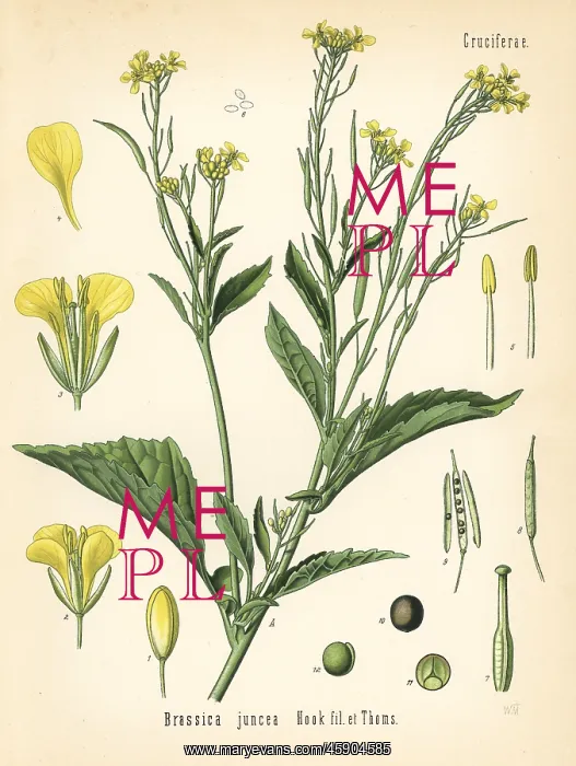 : Mustard greens or kai choi, Brassica juncea : Mustard greens or kai choi, Brassica juncea