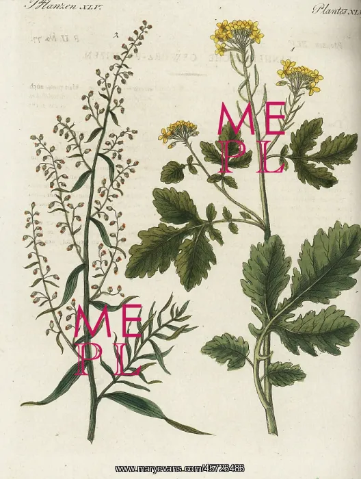 : Mustard and tarragon : Mustard and tarragon