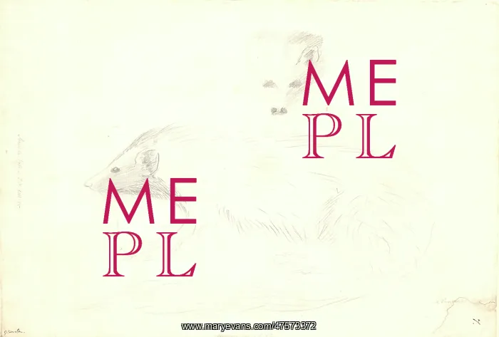 : Mustela. Ff. 7. Mustela Galerva. Drawing by George Forster : Mustela. Ff. 7. Mustela Galerva. Drawing by George Forster