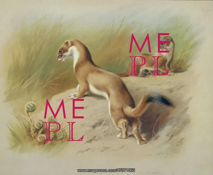 : Mustela erminea, ermine : Mustela erminea, ermine