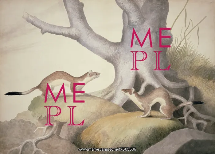 : Mustela erminea, ermine : Mustela erminea, ermine