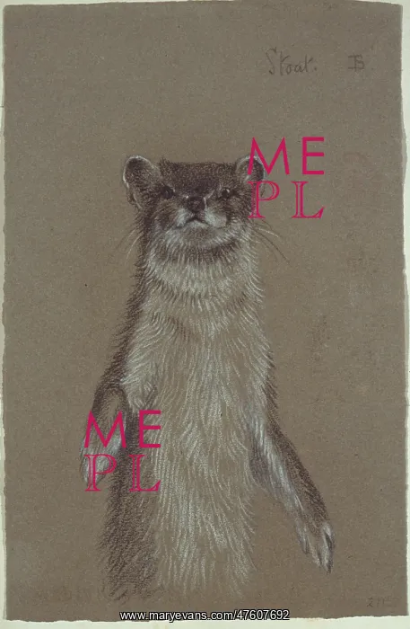 : Mustela erminea, ermine : Mustela erminea, ermine