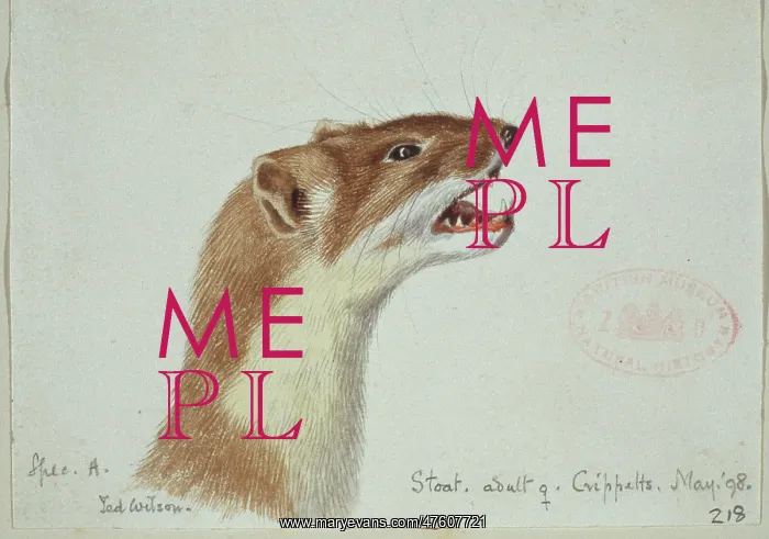  : Mustela erminea, ermine
