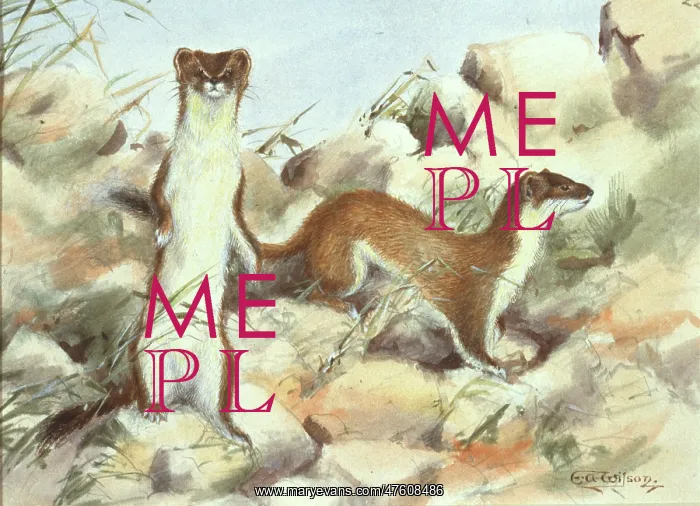 : Mustela erminea, ermine : Mustela erminea, ermine