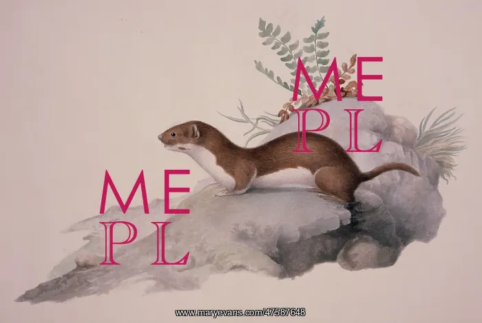 : Mustela nivalis, least weasel : Mustela nivalis, least weasel