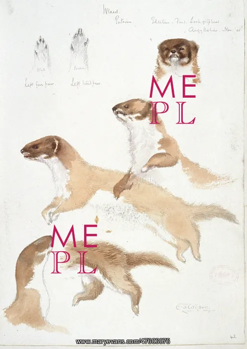 : Mustela nivalis, least weasel : Mustela nivalis, least weasel