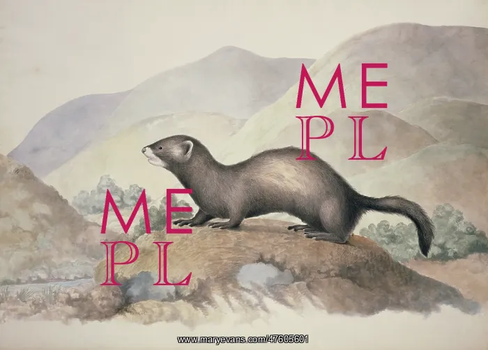 : Mustela putorius, European polecat : Mustela putorius, European polecat