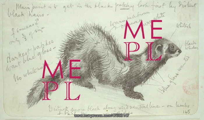 : Mustela putorius, European polecat : Mustela putorius, European polecat