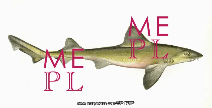 : Mustelus asterias, or Starry smooth-hound : Mustelus asterias, or Starry smooth-hound