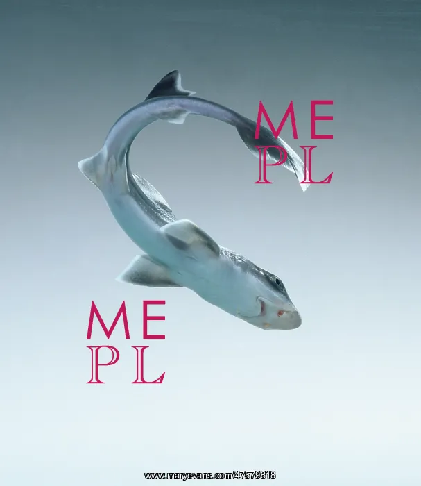 : Mustelus canis, smooth dogfish : Mustelus canis, smooth dogfish