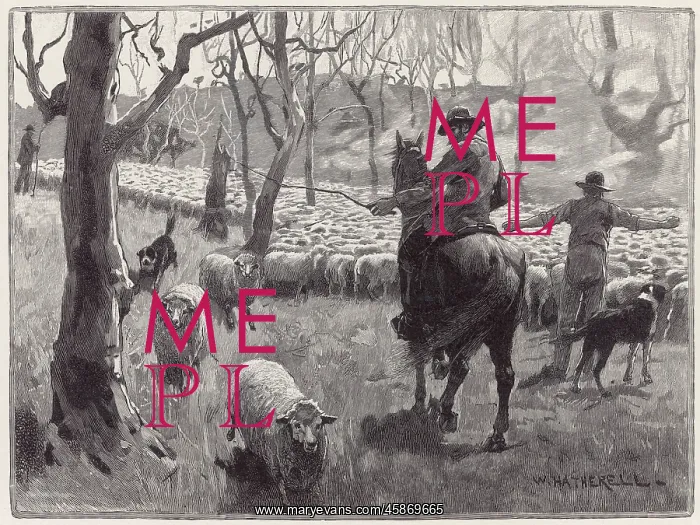  : MUSTERING SHEEP, AUSTRAL