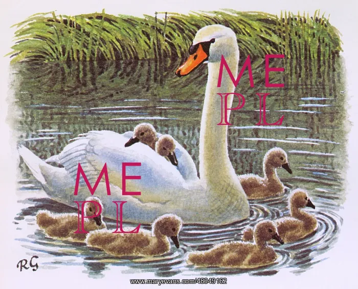 : Mute Swan (Cygnus olor) swimming with her cygnets : Mute Swan (Cygnus olor) swimming with her cygnets