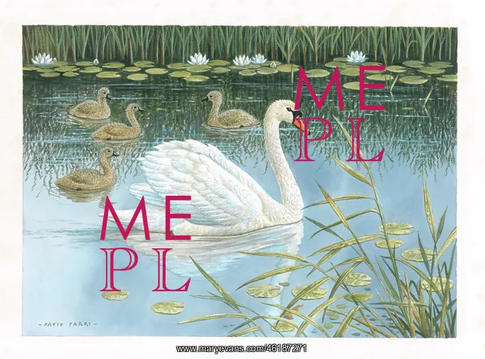  : Mute Swan and cygnets