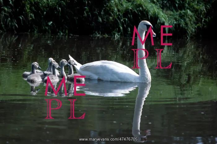  : Mute Swan with Cygnets
