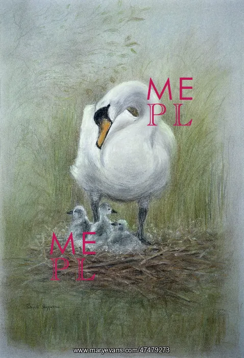 : Mute Swan with Cygnets : Mute Swan with Cygnets