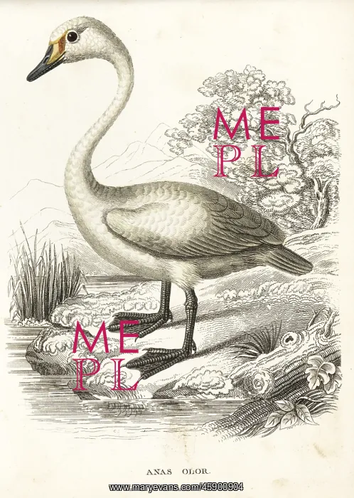 : Mute swan, Cygnus olor : Mute swan, Cygnus olor