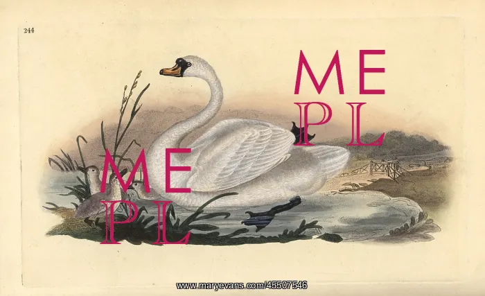 : Mute swan, Cygnus olor, with chicks : Mute swan, Cygnus olor, with chicks