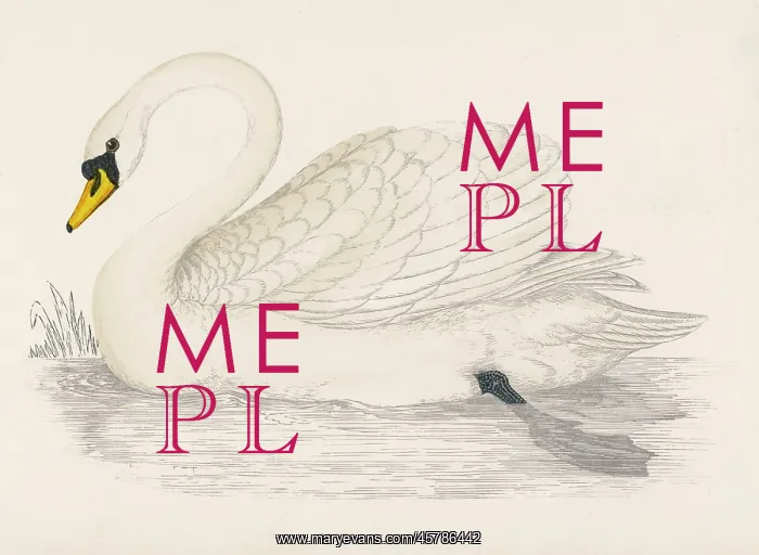  : MUTE SWAN (MORRIS)