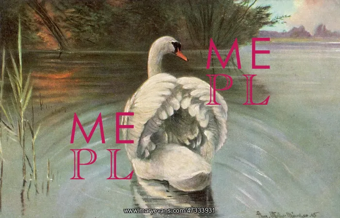  : MUTE SWAN SWIMMING