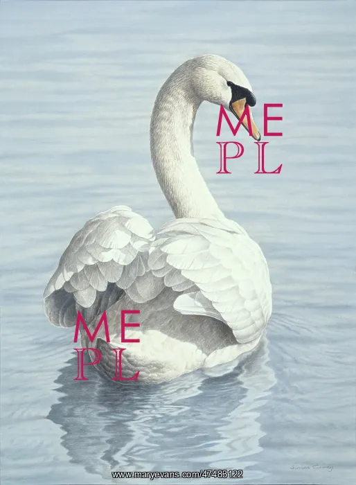  : Mute Swan swimming