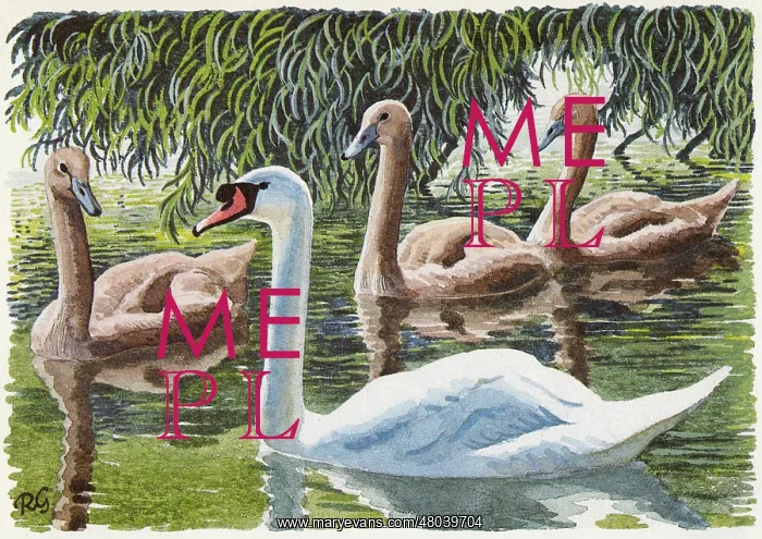 : Mute Swans : Mute Swans