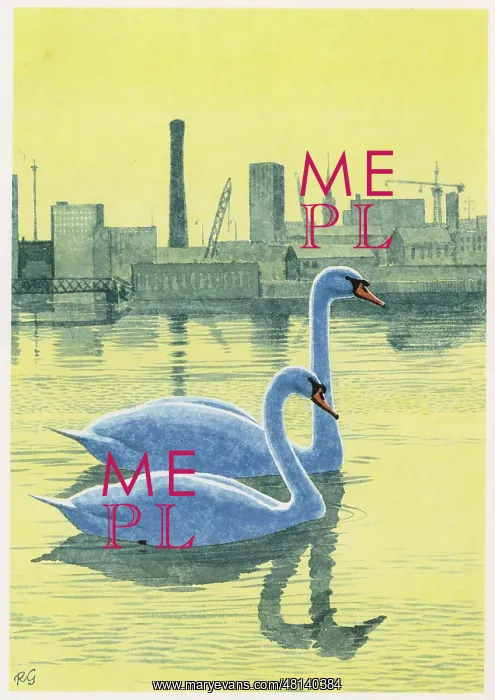  : Mute Swans