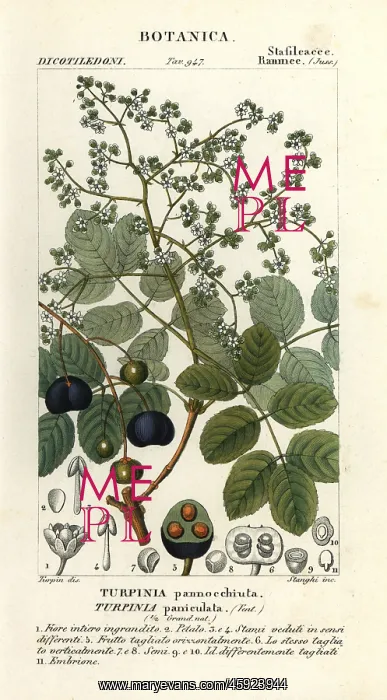 : Muttonwood, Turpinia occidentalis : Muttonwood, Turpinia occidentalis